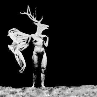 whitestag